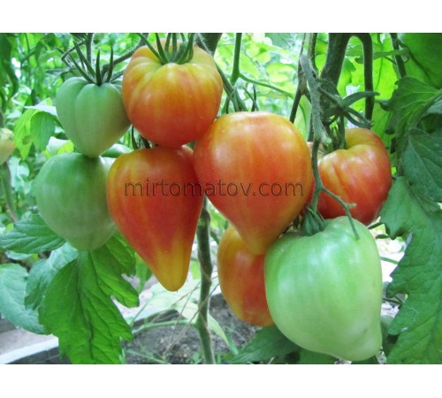 Leprechaun's Rainbow